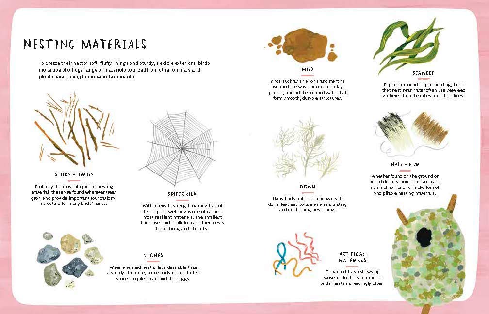 Nests, Eggs, Birds: An Illustrated Aviary - Retail Maharaj