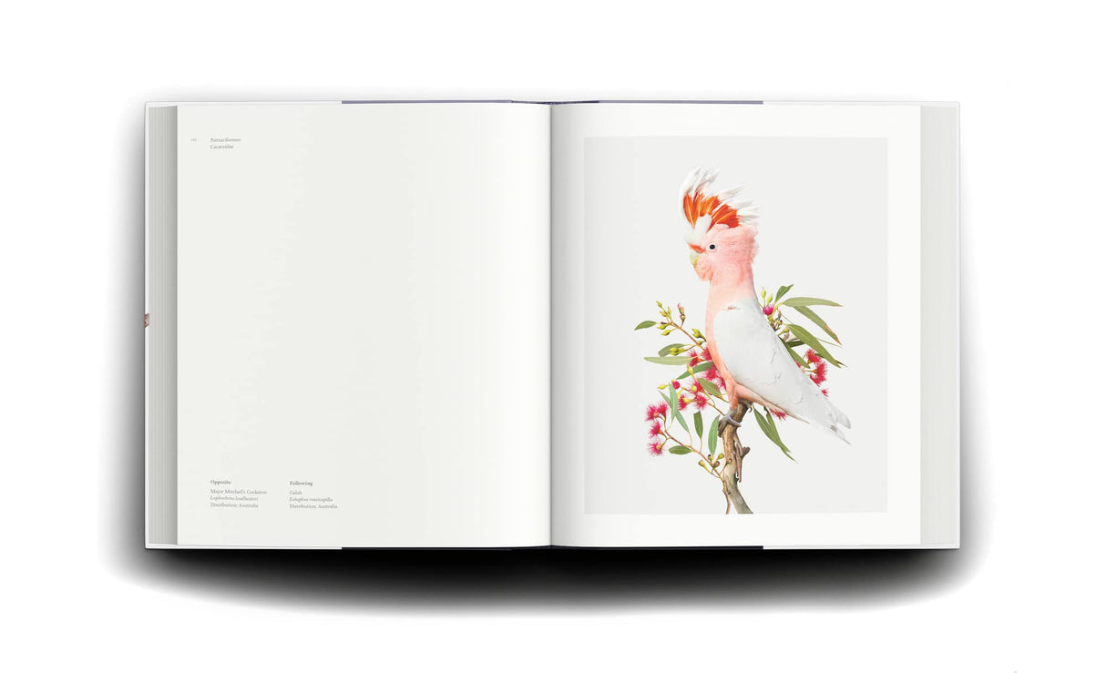 Homage to the Bird - Retail Maharaj