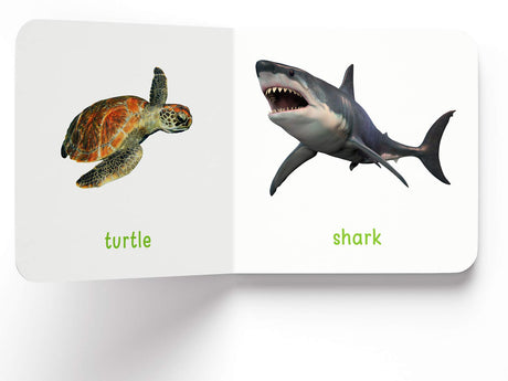 My First Book of Sea Animals | First Ocean Animal Board Book for Babies, Toddlers & Preschoolers | Learn About Fish, Dolphins, Whales & More with Bright Pictures | Early Learning Book for Kids Ages 0-3 Years - Retail Maharaj
