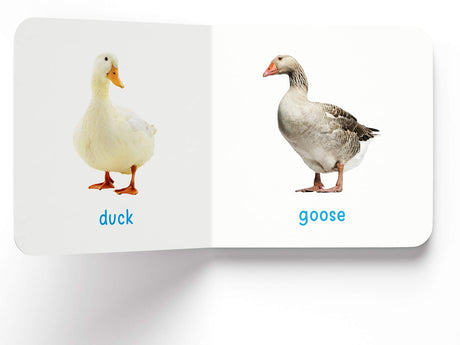 My First Book of Farm Animals & Pets | First Animal Board Book for Babies, Toddlers & Preschoolers | Learn About Farm Animals and Pet Friends with Bright Pictures | Early Learning Book for Kids Ages 0-3 Years - Retail Maharaj