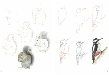 How to Draw Woodland Animals In Simple Steps - Retail Maharaj