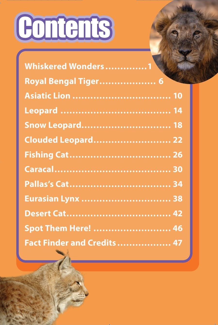 INDIA’S COOLEST CATS : Wild About India - Engaging Book for Kids (Ages 5-15) - Fun Facts, Trivia Questions and Answers to Teach Your Children about the Animal Kingdom - Retail Maharaj