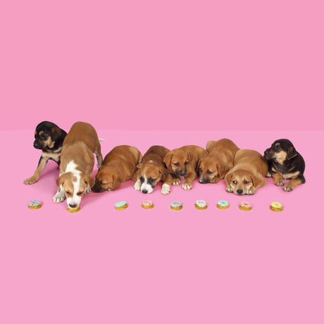 The Barkery Book: Delicious DIY Treats for Your Dogs - Retail Maharaj