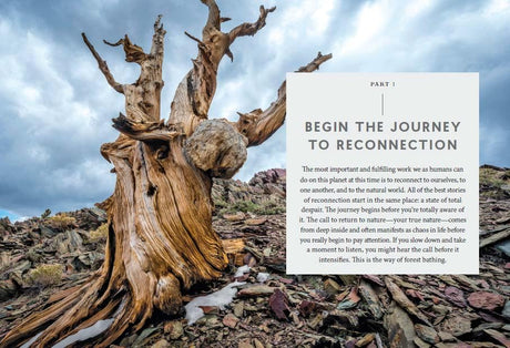 The Healing Magic of Forest Bathing: Finding Calm, Creativity, and Connection in the Natural World - Retail Maharaj