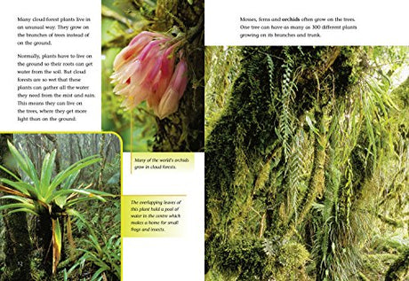 Cloud Forest: Band 11/Lime (Collins Big Cat) - Retail Maharaj