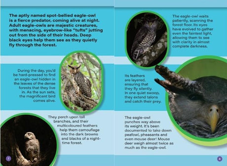 INDIA’S COOLEST NOCTURNAL ANIMALS : Wild About India - Engaging Book for Kids (Ages 5-15) - Fun Facts, Trivia Questions and Answers to Teach Your Children about the Animal Kingdom - Retail Maharaj