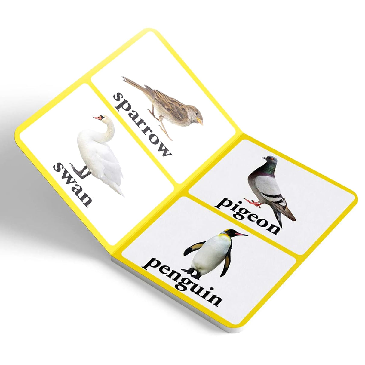 Birds – Early Learning Board Book with Large Font: Brightly Illustrated Bird Recognition Book for Kids | Big Board Books Series for Babies, Toddlers & Preschoolers | Learn About Sparrows, Parrots, Peacocks & More with Bold Text | Ages 0–5 Years - Retail Maharaj