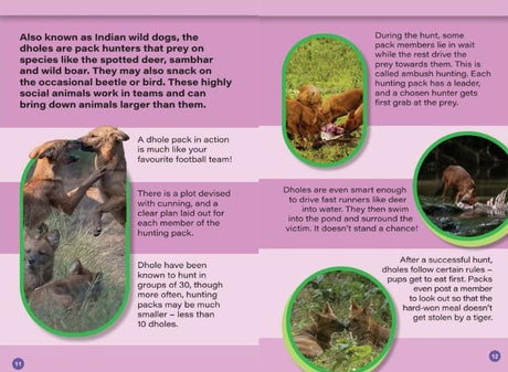 INDIA’S TOP PREDATORS : Wild About India - Engaging Book for Kids (Ages 5-15) - Fun Facts, Trivia Questions and Answers to Teach Your Children about the Animal Kingdom - Retail Maharaj