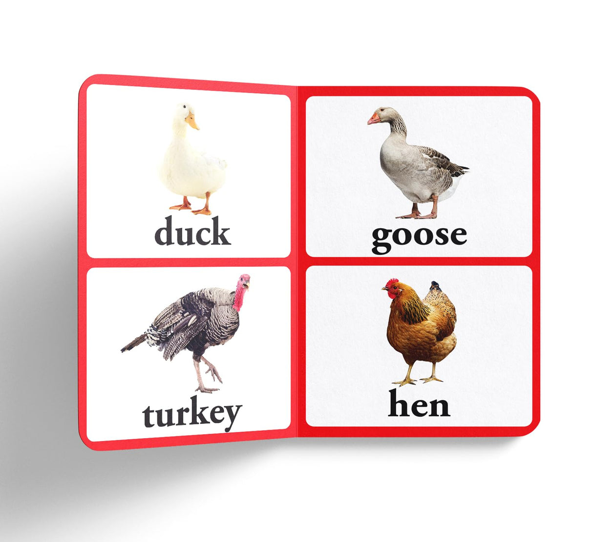 Birds – Early Learning Board Book with Large Font: Brightly Illustrated Bird Recognition Book for Kids | Big Board Books Series for Babies, Toddlers & Preschoolers | Learn About Sparrows, Parrots, Peacocks & More with Bold Text | Ages 0–5 Years - Retail Maharaj