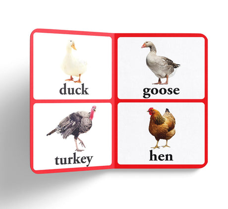 Birds – Early Learning Board Book with Large Font: Brightly Illustrated Bird Recognition Book for Kids | Big Board Books Series for Babies, Toddlers & Preschoolers | Learn About Sparrows, Parrots, Peacocks & More with Bold Text | Ages 0–5 Years - Retail Maharaj