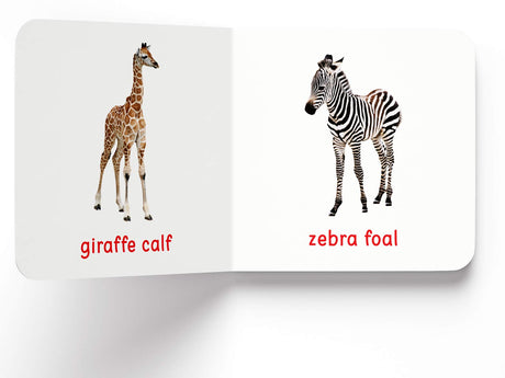 My First Book of Baby Animals | First Animal Board Book for Babies, Toddlers & Preschoolers | Learn About Cute Baby Animals with Bright, Adorable Pictures | Early Learning Book for Kids Ages 0-3 Years - Retail Maharaj