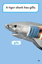What Would You Rather Be? A Tiger Or A Tiger Shark? - Retail Maharaj