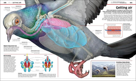 Knowledge Encyclopedia: Science!: Science As You've Never Seen It Before - Retail Maharaj