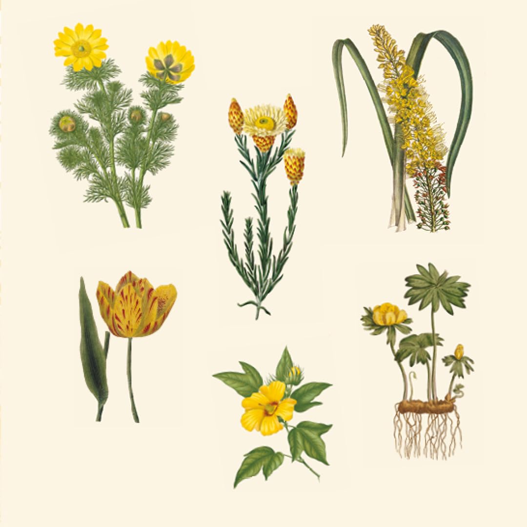 BOTANICAL ART TO CUT OUT & COLLAGE: Over 500 Botanical Illustrations to Inspire Creativity - Retail Maharaj