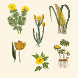 BOTANICAL ART TO CUT OUT & COLLAGE: Over 500 Botanical Illustrations to Inspire Creativity - Retail Maharaj