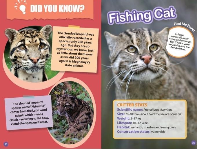 INDIA’S COOLEST CATS : Wild About India - Engaging Book for Kids (Ages 5-15) - Fun Facts, Trivia Questions and Answers to Teach Your Children about the Animal Kingdom - Retail Maharaj