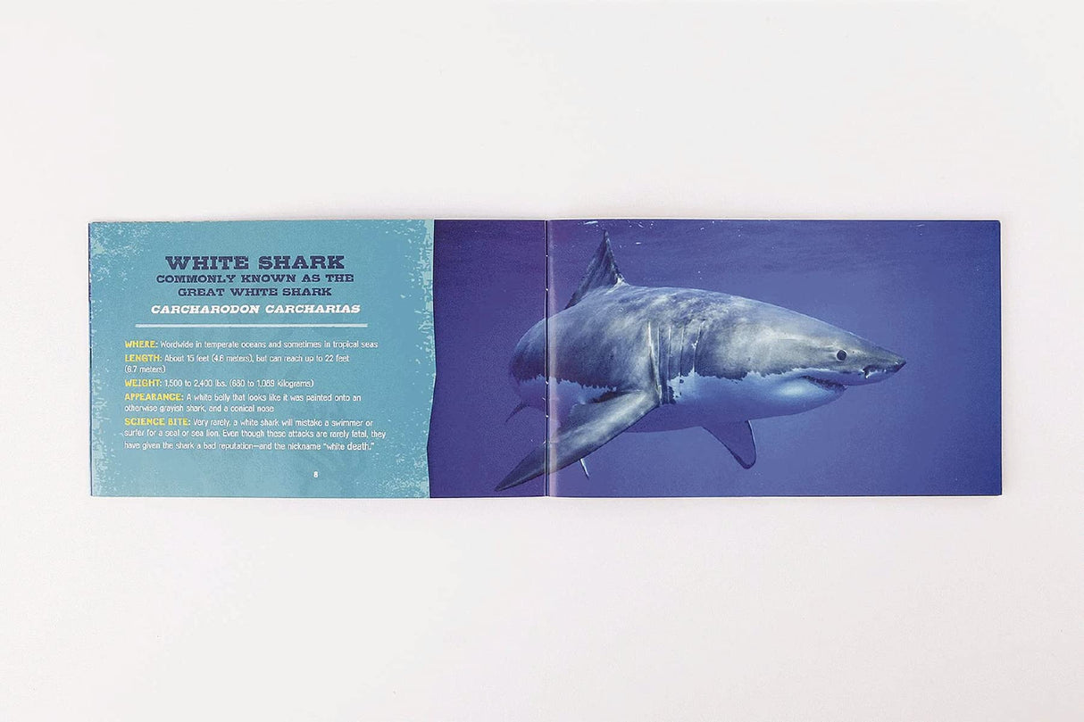 The Great White Shark 500-Piece Jigsaw Puzzle & Book - Retail Maharaj