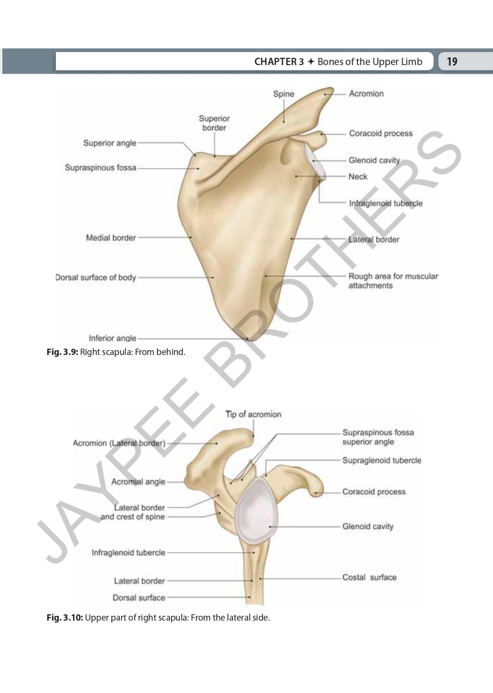 INDERBIR SINGH'S TEXTBOOK OF HUMAN OSTEOLOGY WITH ATLAS OF MUSCLE ATTACHMENTS - Retail Maharaj