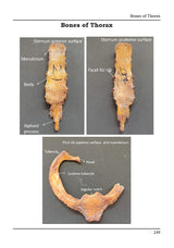 Human Anatomy Volume - I Competency Based - Retail Maharaj