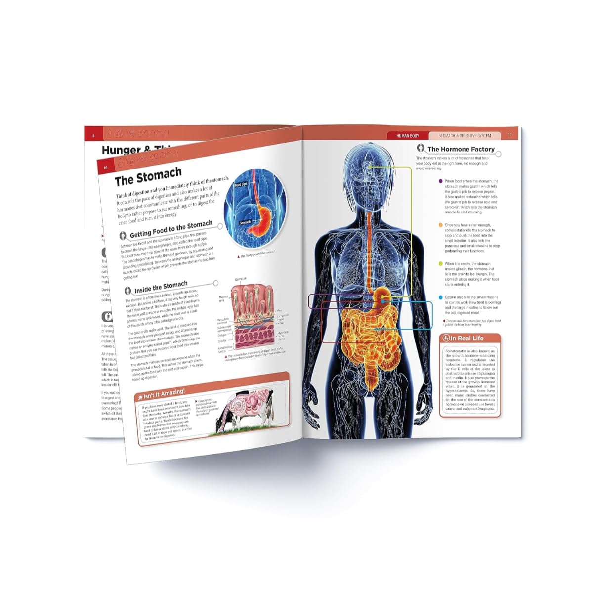 Human Body Box Set: Knowledge Encyclopedia For Children - Retail Maharaj