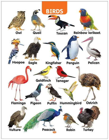 My First All in One Board Book (English): Picture Board Book for Kids | Vibrant and Eye-Catchy Pictures to Fascinate Young Ones | Early Learning Books For Babies, Toddlers & Preschool Kids | Learn Alphabet, Wild Animals, Birds, Nursery Rhymes & More | Age - Retail Maharaj