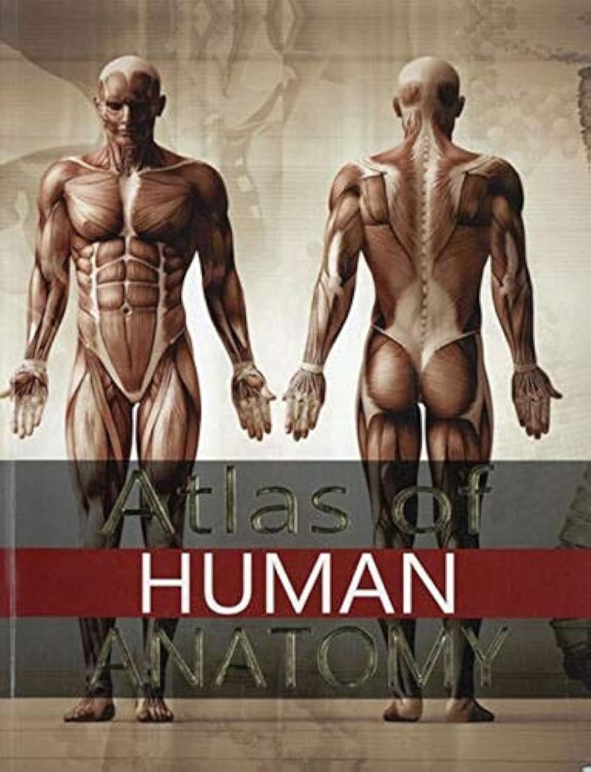 ATLAS OF HUMAN ANATOMY - Retail Maharaj