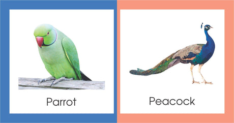 FLAP My Learning library Animals - Retail Maharaj