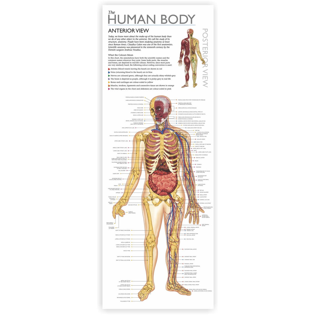 WOL DISCOVER THE HUMAN BODY - TIN BOX KIT, NPP - Retail Maharaj