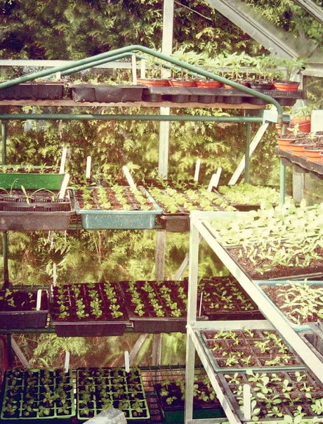 The Allotment Almanac: a month-by-month guide to getting the best from your allotment from much-loved Radio 2 gardener Terry Walton - Retail Maharaj