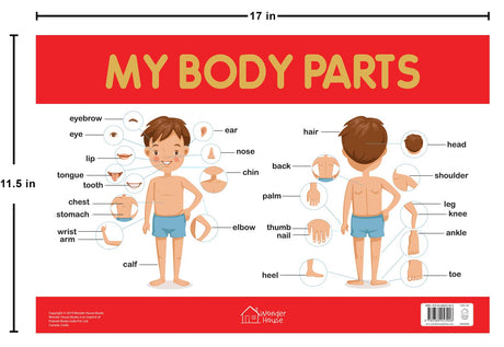 My Body Parts Chart - Early Learning Educational Chart For Kids: Perfect For Homeschooling, Kindergarten and Nursery Students (11.5 Inches X 17.5 Inches) - Retail Maharaj