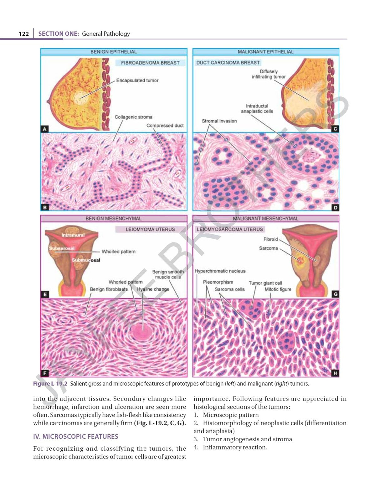 ESSENTIAL PATHOLOGY FOR PHYSIOTHERAPY STUDENTS - Retail Maharaj