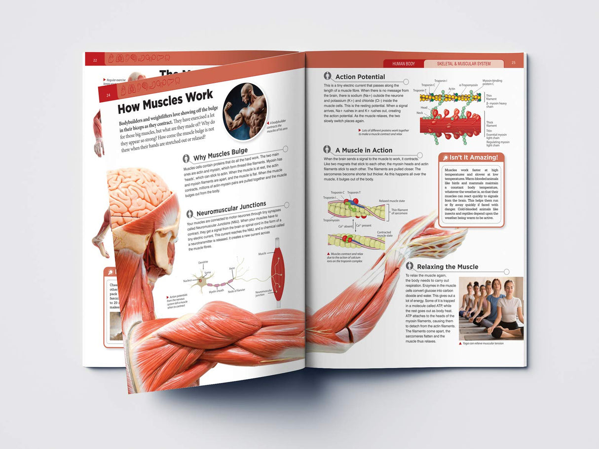 Human Body - Skeletal And Muscular System: Knowledge Encyclopedia For Children - Retail Maharaj