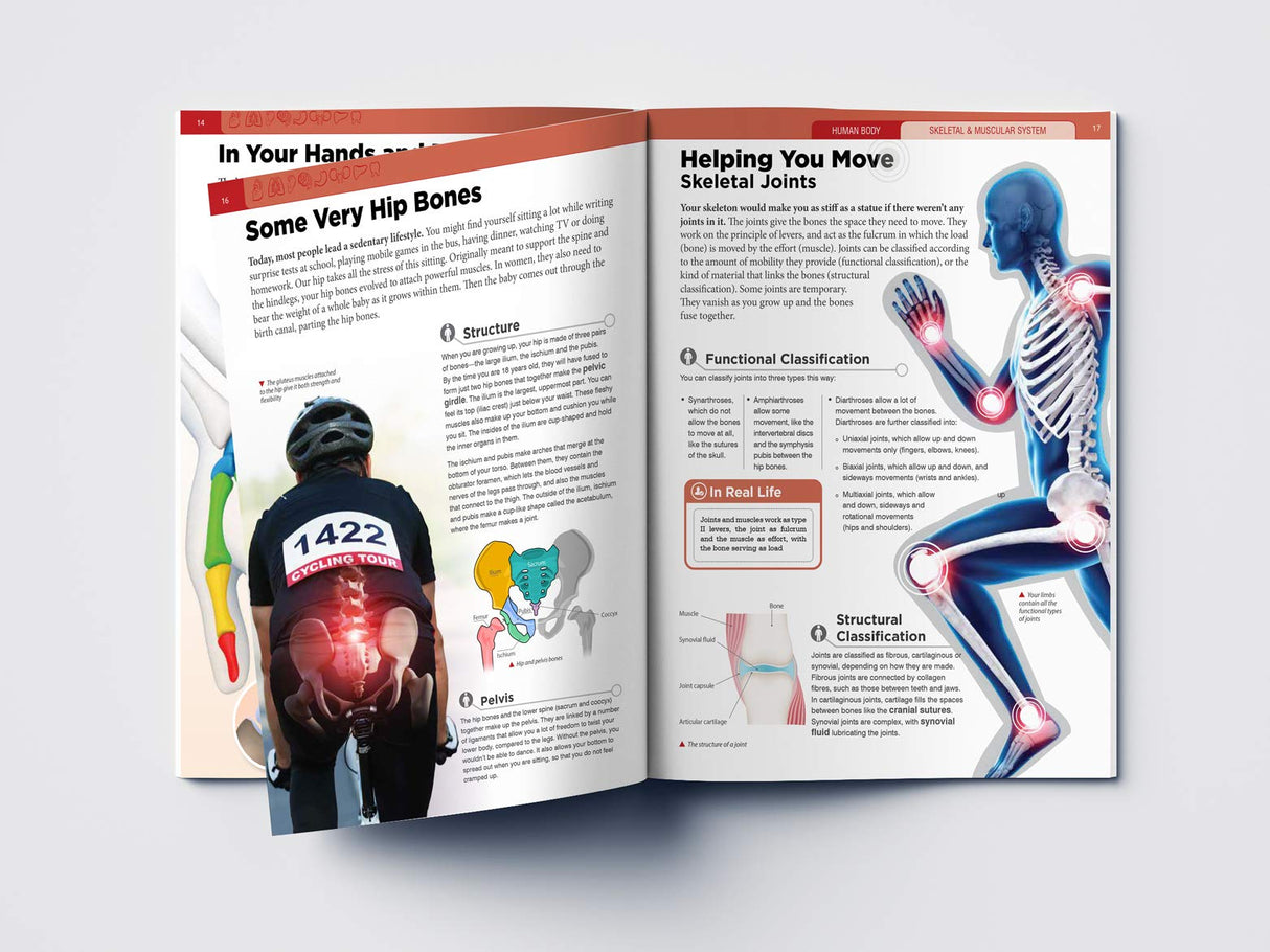 Human Body - Skeletal And Muscular System: Knowledge Encyclopedia For Children - Retail Maharaj