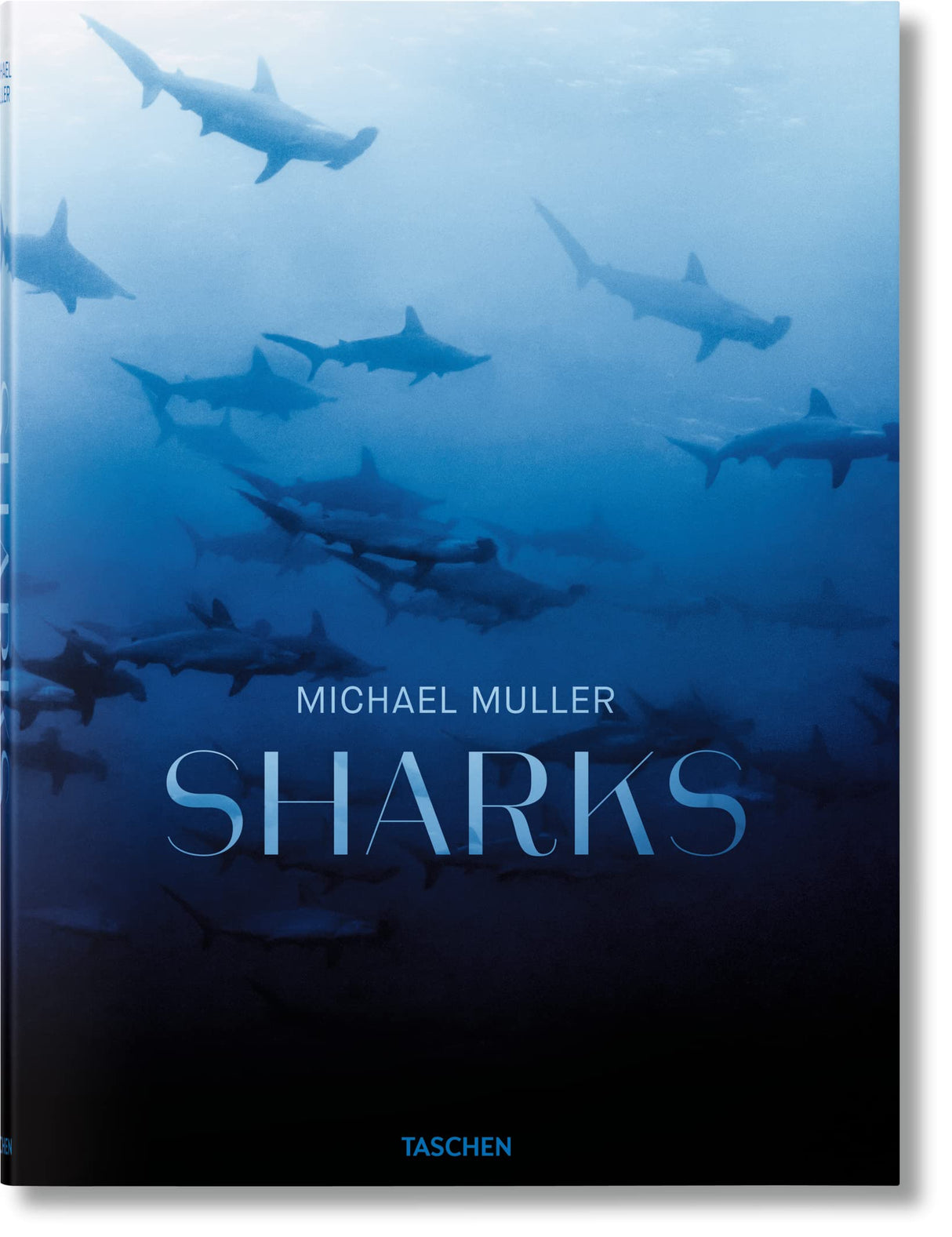 Michael Muller. Sharks - Retail Maharaj
