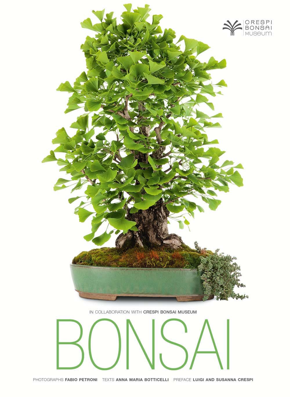 Bonsai - Retail Maharaj