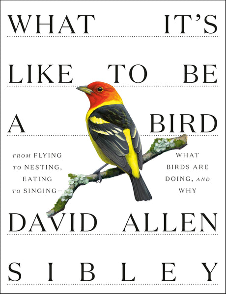 What It's Like to Be a Bird: From Flying to Nesting, Eating to Singing--What Birds Are Doing, and Why - Retail Maharaj