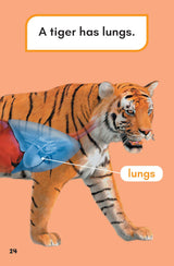 What Would You Rather Be? A Tiger Or A Tiger Shark? - Retail Maharaj