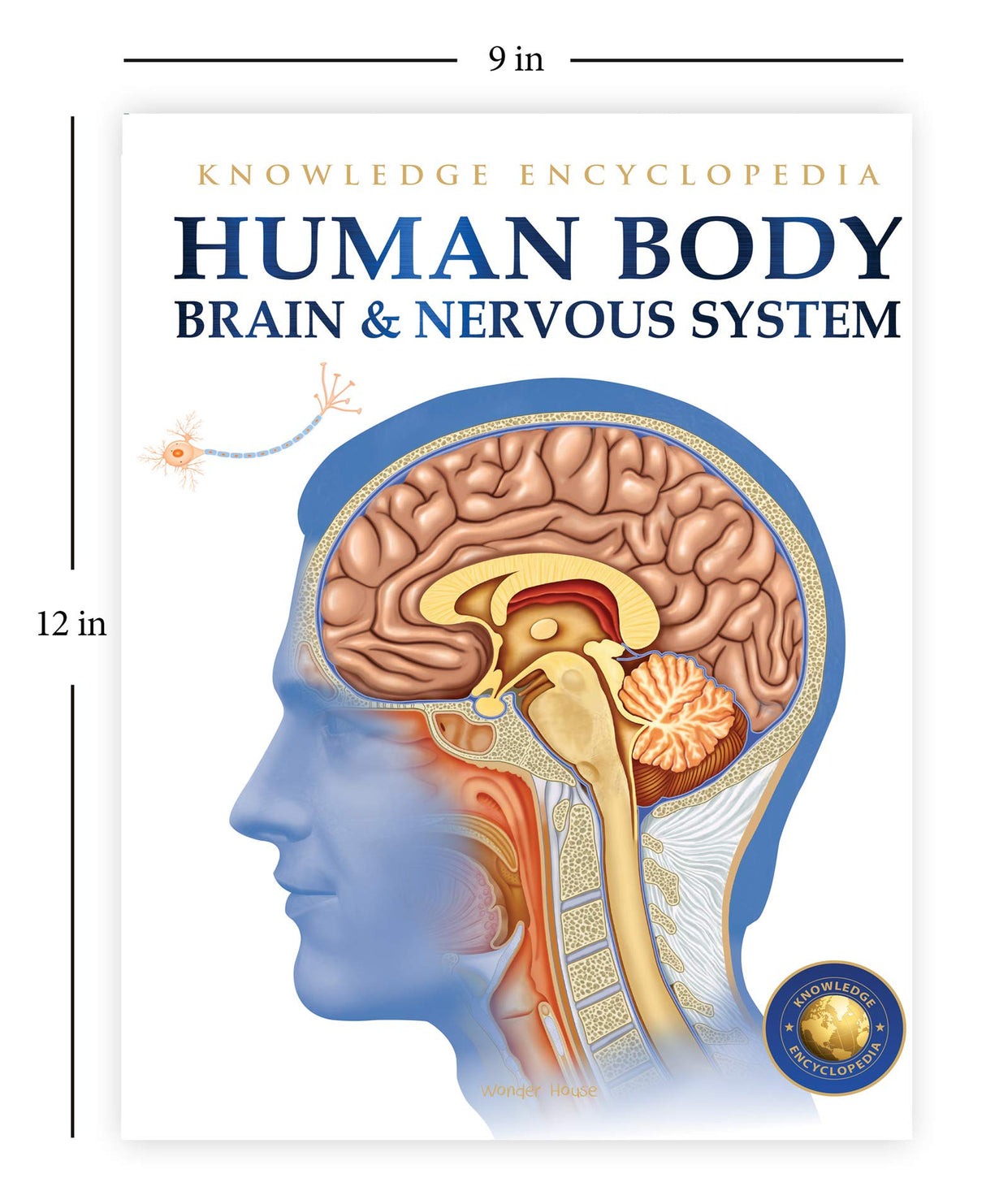 Human Body - Brain And Nervous System: Knowledge Encyclopedia For Children - Retail Maharaj