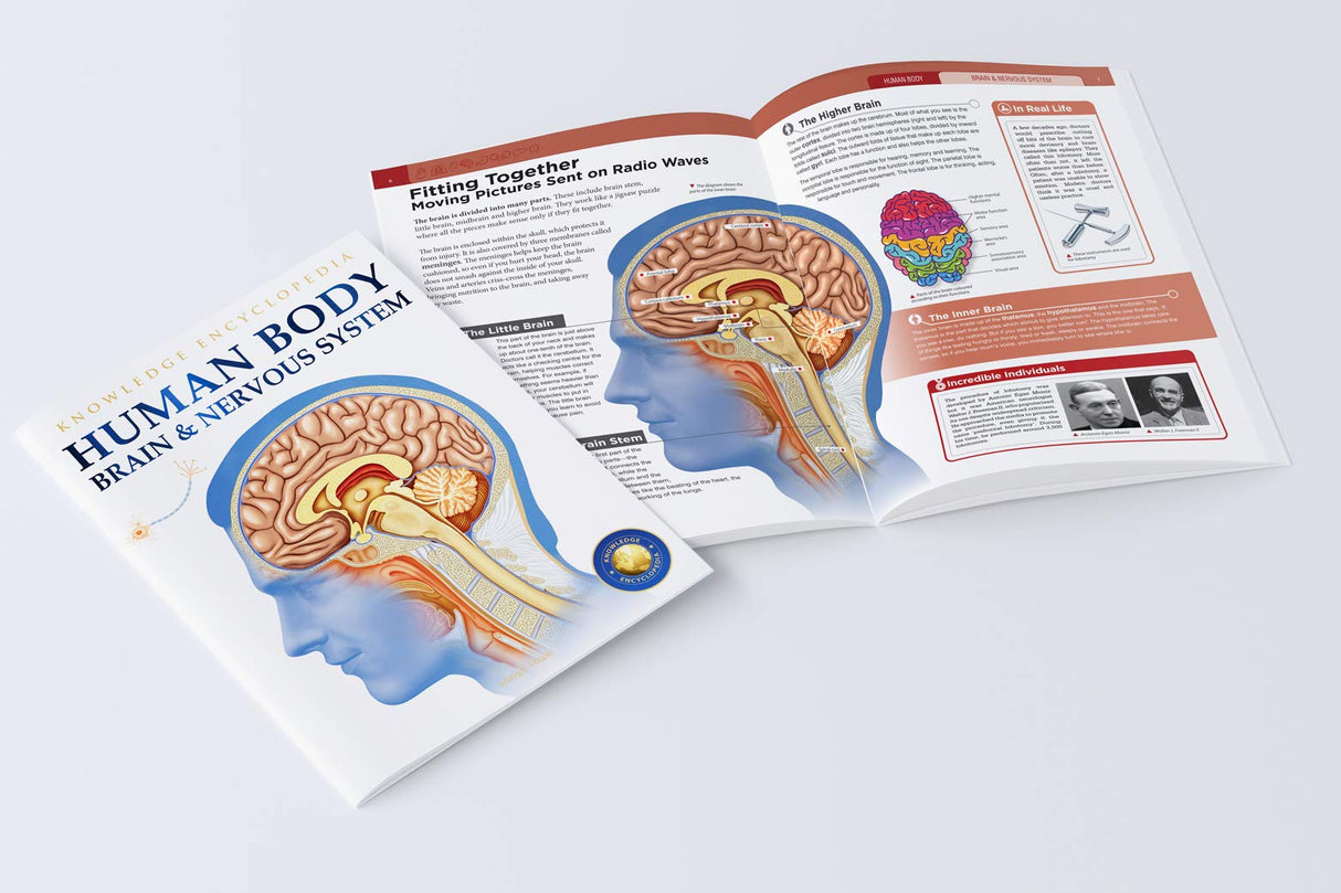 Human Body - Brain And Nervous System: Knowledge Encyclopedia For Children - Retail Maharaj