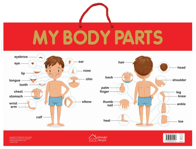 My Body Parts - Early Learning Educational Posters For Children: Perfect For Kindergarten, Nursery and Homeschooling (19 Inches X 29 Inches) - Retail Maharaj