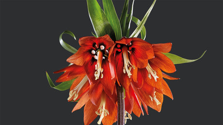 Floral - Retail Maharaj