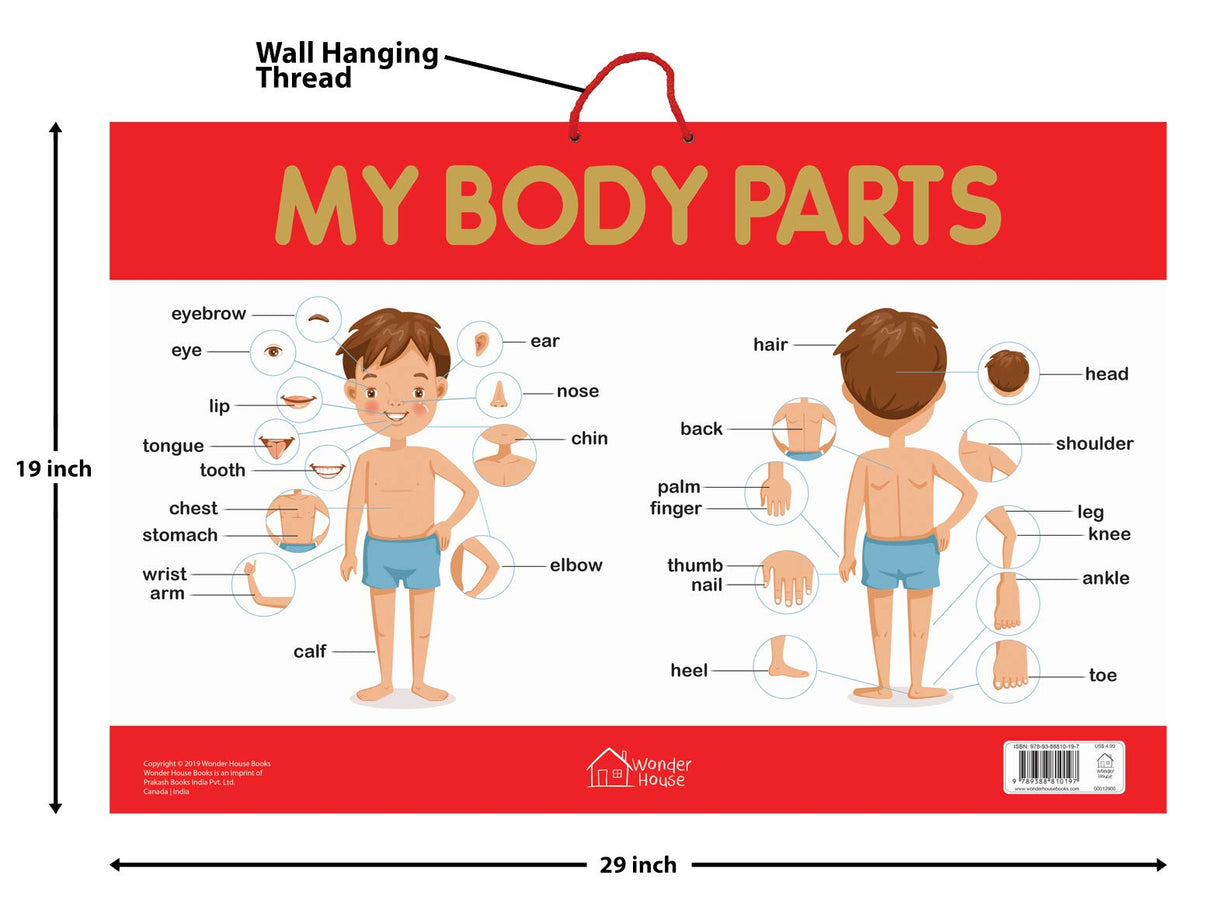 My Body Parts - Early Learning Educational Posters For Children: Perfect For Kindergarten, Nursery and Homeschooling (19 Inches X 29 Inches) - Retail Maharaj