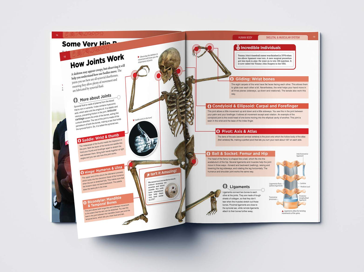 Human Body - Skeletal And Muscular System: Knowledge Encyclopedia For Children - Retail Maharaj