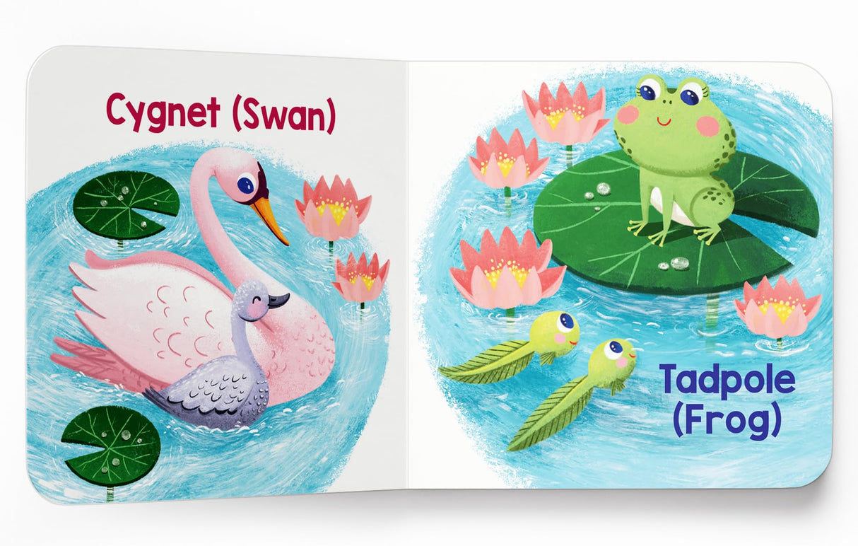 My First Baby Animal – Boxed Set of 5 Board Books: On the Pond, In the Forest, On the Farm, On the Mountains & In the Savanna | Illustrated Early ... Board Books for Ages 0–3 Years: Mini Box Set - Retail Maharaj