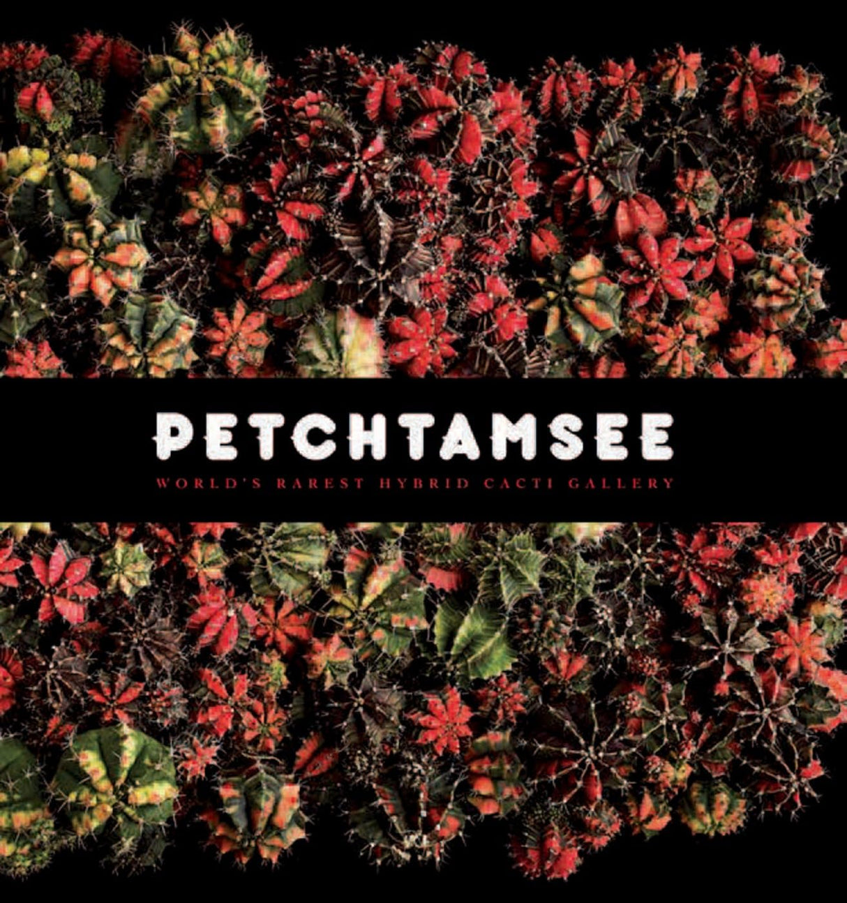 Petchtamsee: World's Rarest Hybrid Cacti Gallery - Retail Maharaj