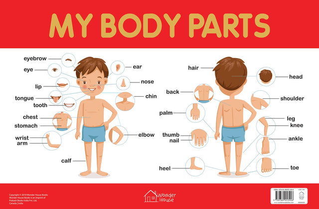 My Body Parts Chart - Early Learning Educational Chart For Kids: Perfect For Homeschooling, Kindergarten and Nursery Students (11.5 Inches X 17.5 Inches) - Retail Maharaj