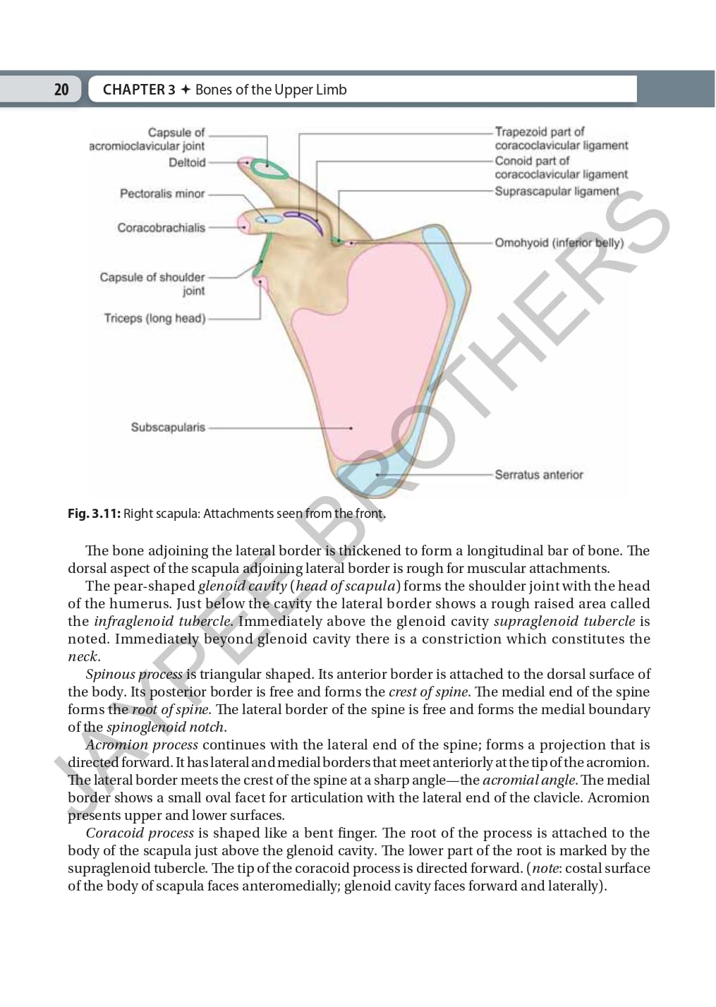 INDERBIR SINGH'S TEXTBOOK OF HUMAN OSTEOLOGY WITH ATLAS OF MUSCLE ATTACHMENTS - Retail Maharaj