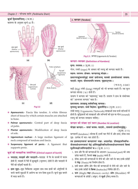 Illustrated Textbook of Rachna Sharir (Vol-1) (सचित्र रचना शारीर) Modern and Ayurveda anatomy with Clinical & Applied aspects based on new NCISM curriculum for BAMS 1st Professional - Retail Maharaj