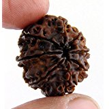Shri 8 Mukhi Ganesha Rudraksha Divya Beed for Wisdom and Victory - Retail Maharaj