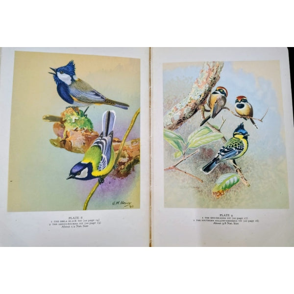 indian hill birds 1st edition - Retail Maharaj